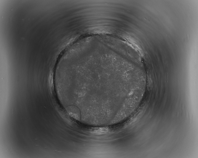 X0000096390398200802211146