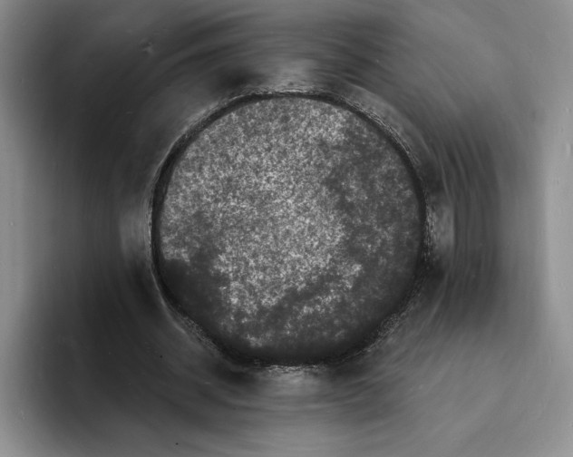 X0000096390534200802211144