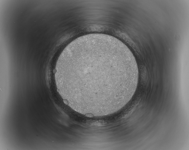 X0000096390683200802211142