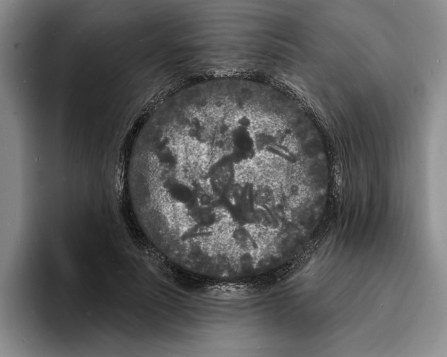 X0000096390691200802211142