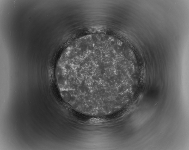 X0000096390699200802211142