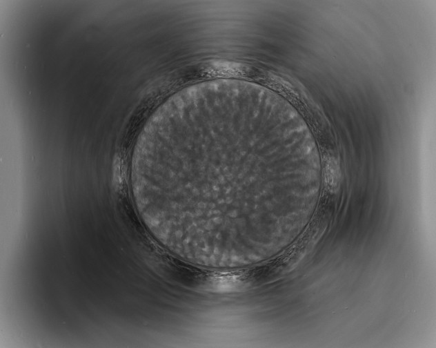X0000096390701200802211142