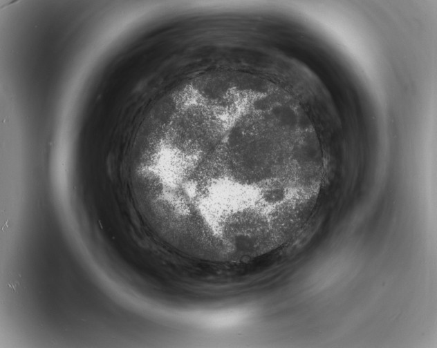 X0000096390765200802211142