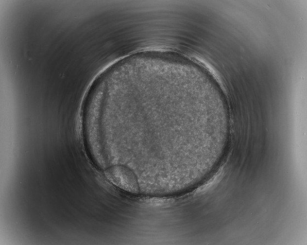 X0000096390779200802211141