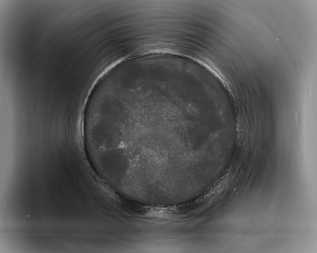 X0000096390790200802211141