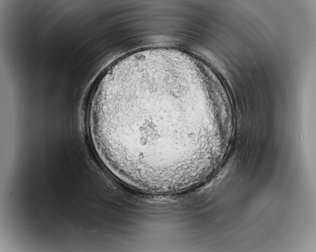X0000096390835200802211140