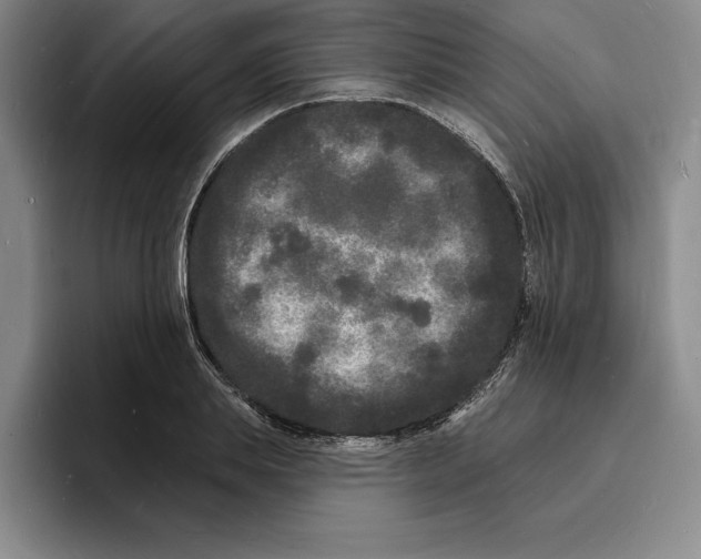 X0000096390839200802211140