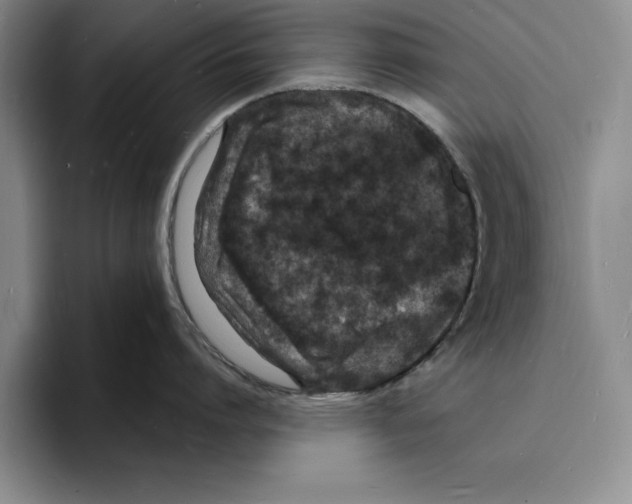 X0000096390864200802211140