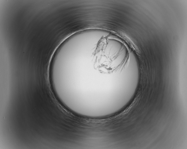 X0000096390884200802211139