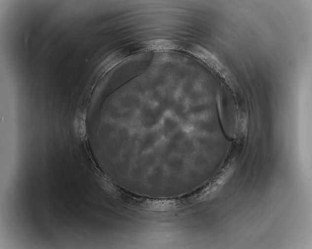 X0000096390889200802211139