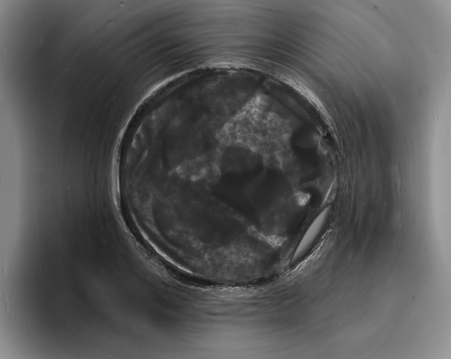 X0000096390984200802211138