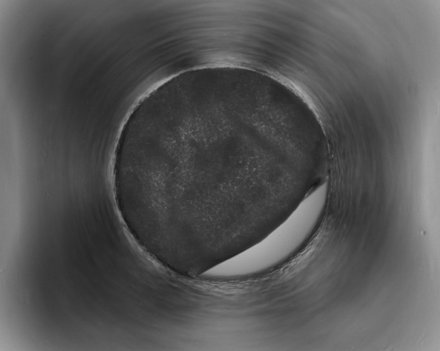X0000096390995200802211138