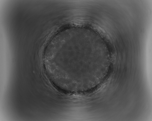 X0000096391009200802211137