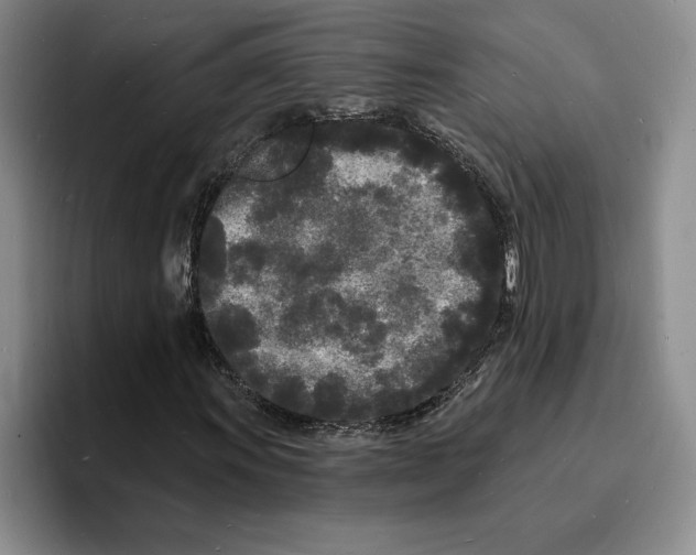 X0000096391011200802211137