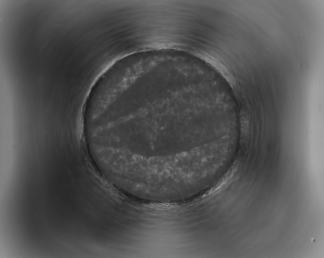 X0000096391023200802211137