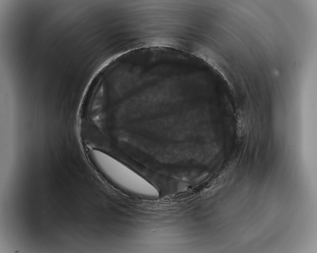 X0000096391024200802211137