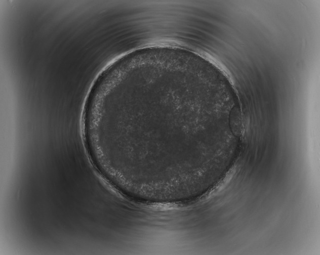 X0000096391037200802211137