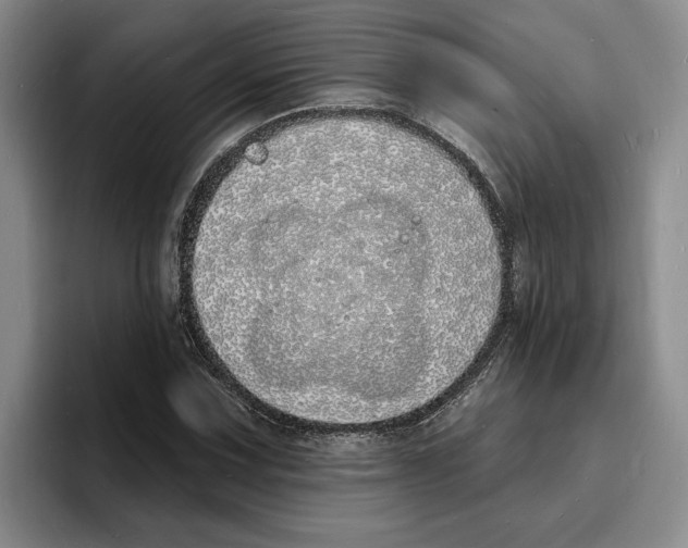 X0000096391067200802211137