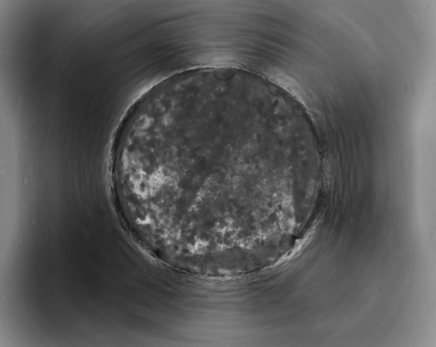 X0000096391071200802211137