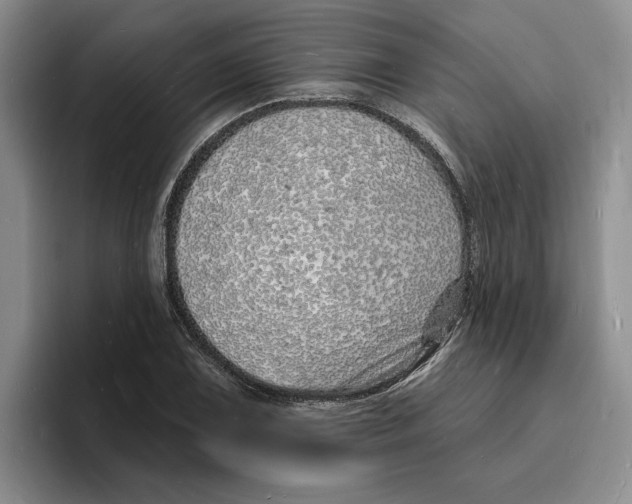 X0000096391075200802211137
