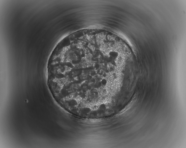 X0000096391095200802211136