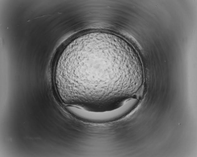 X0000096391114200802211136