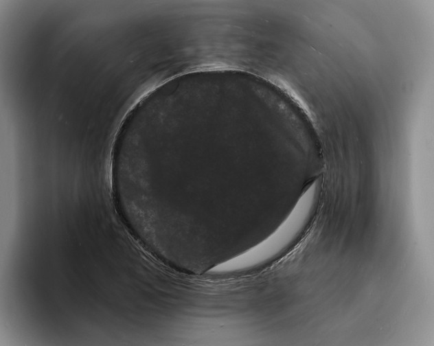 X0000096391173200802211135