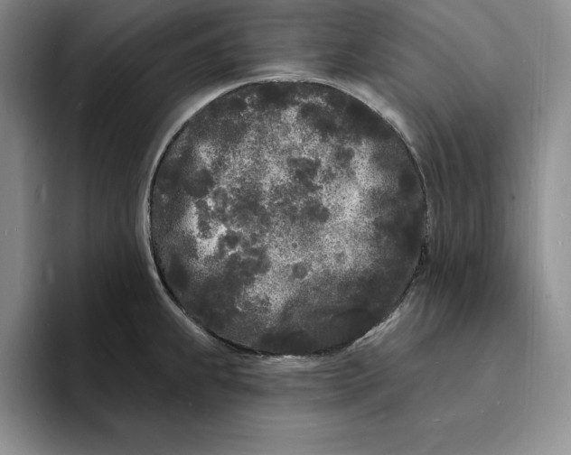 X0000096391239200802211135