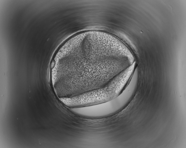 X0000096391276200802211134