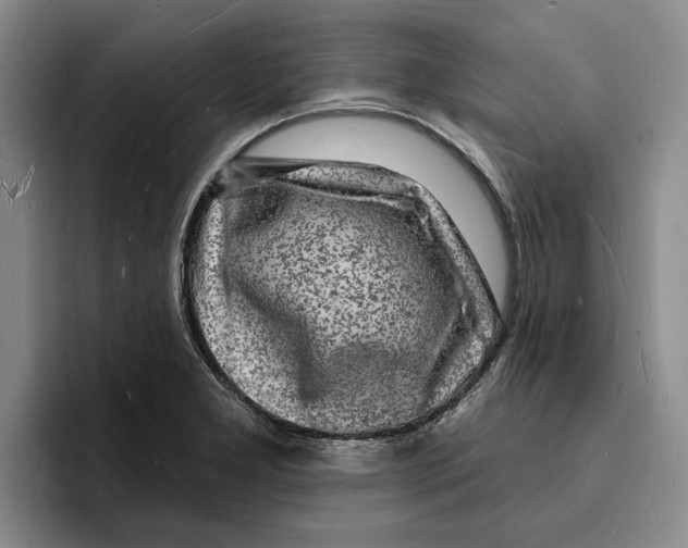 X0000096391277200802211134