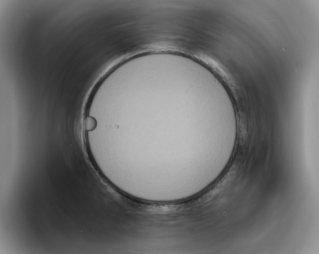 X0000096391286200802211134