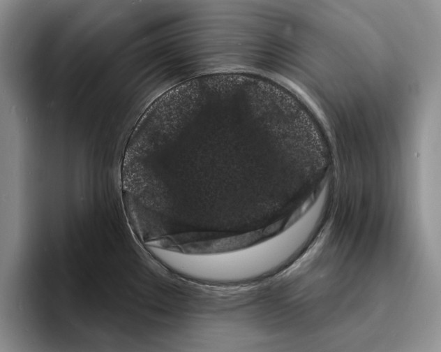 X0000096391289200802211134