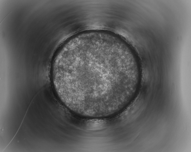 X0000096391314200802211133