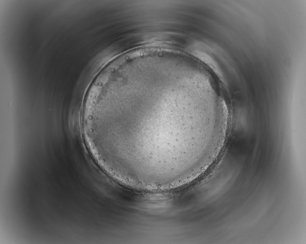X0000096391338200802211133
