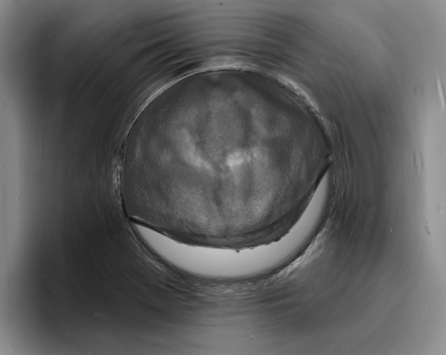 X0000096391369200802211133