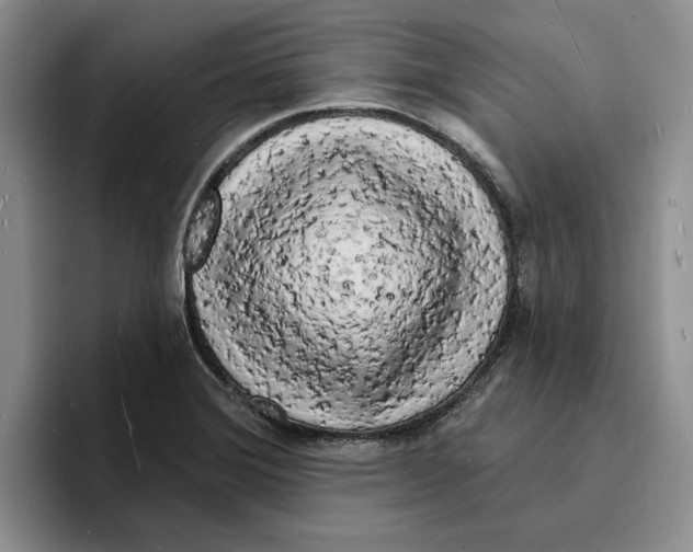 X0000096391372200802211133