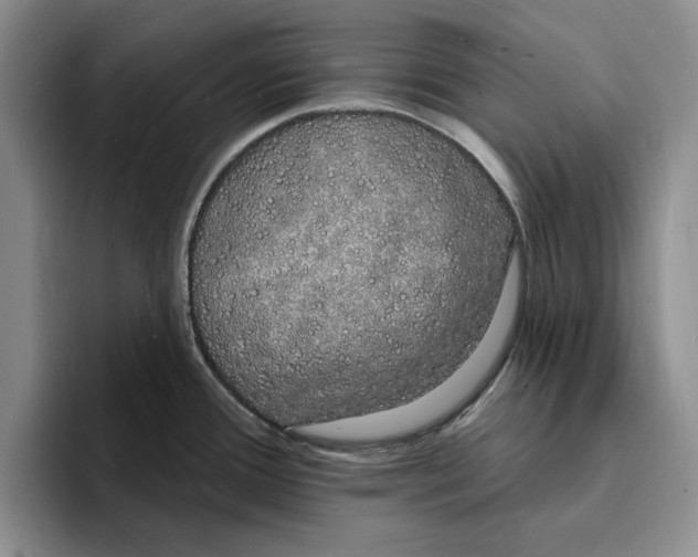 X0000096391388200802211132