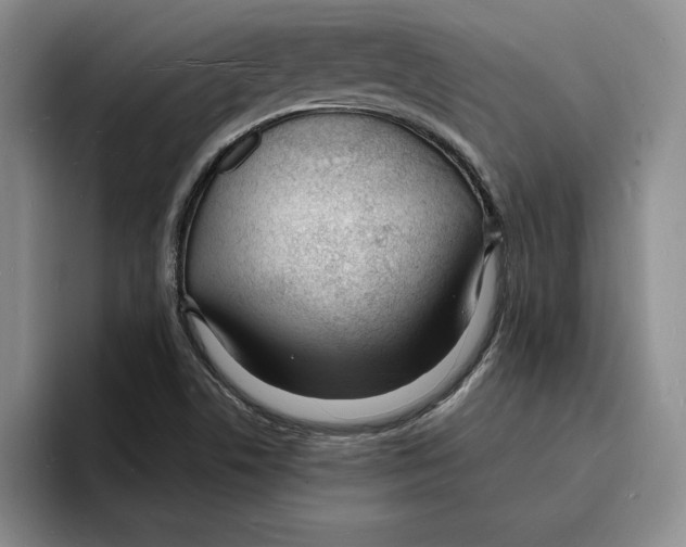 X0000096391506200802211131