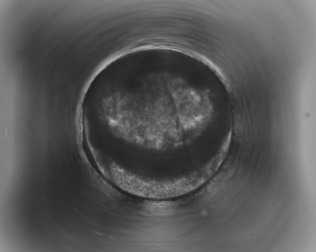 X0000096391522200802211131