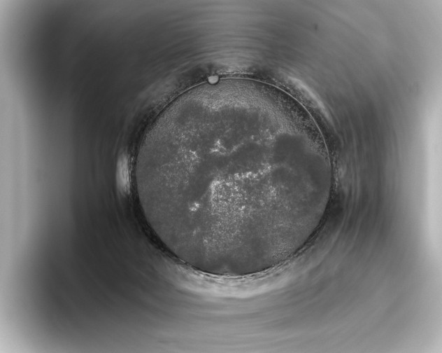 X0000096400026200801241210