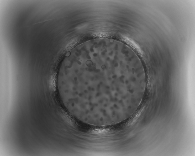 X0000096400065200801241209