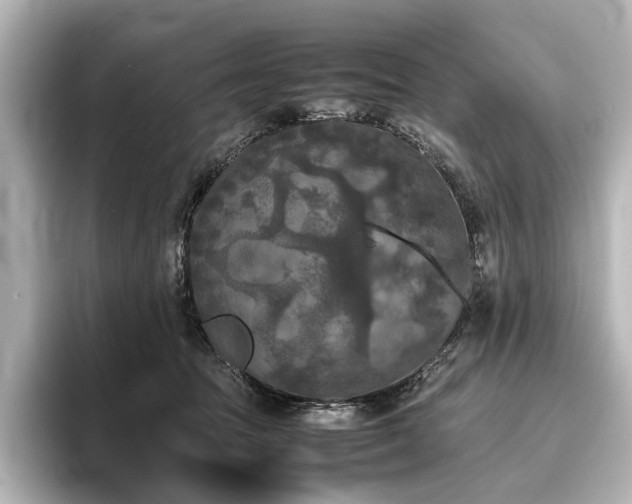 X0000096400369200801241205