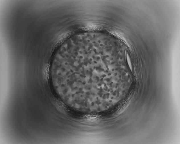 X0000096400495200801241203