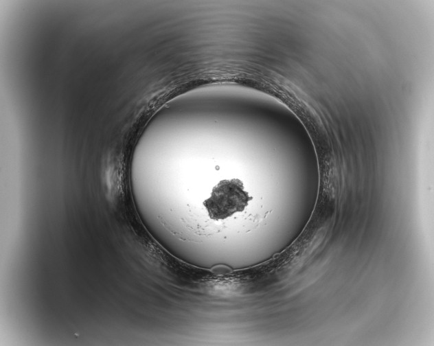 X0000096400604200801241202