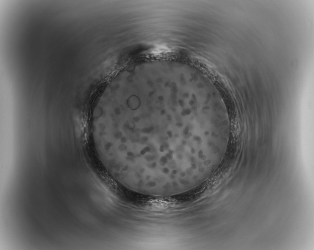 X0000096400703200801241201