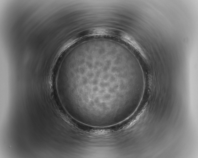 X0000096400826200801241159