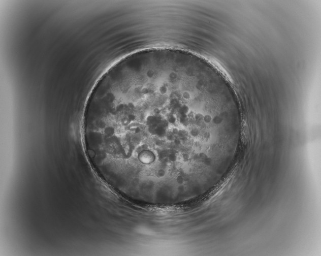 X0000096400895200801241158