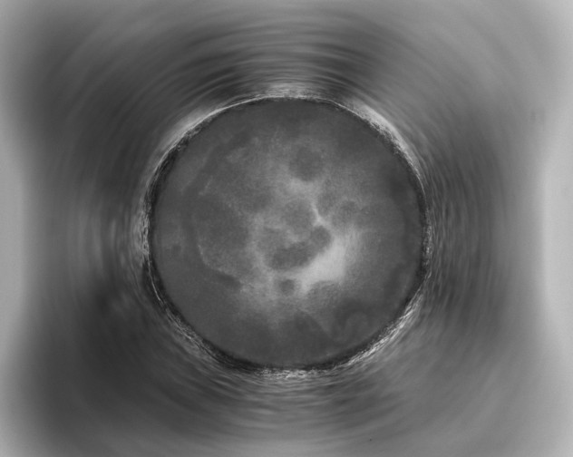 X0000096401019200801241156