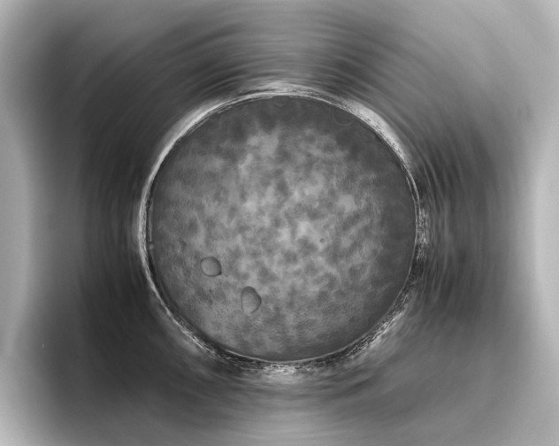 X0000096401098200801241156