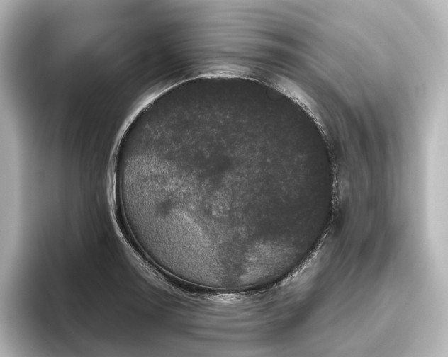 X0000096401130200801241155